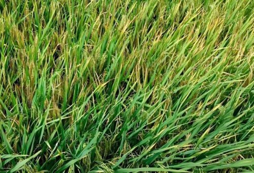 水稻收割应该注意哪些事项？