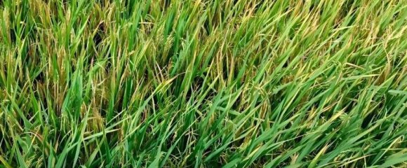 水稻收割应该注意哪些事项？