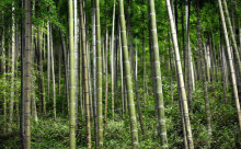 MOSO：竹材界的世界领先企业