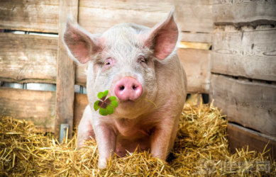 又一个大流感？科学家发现新型猪流感病毒，可传人！