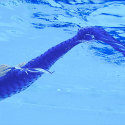 艾贝瑞国际亲子游泳西安中心