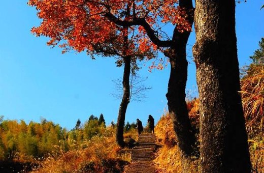 在红枫古道漫步，领略浪漫深秋