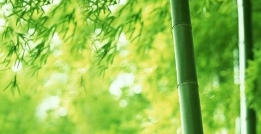 竹产业成为全球公认的绿色产业